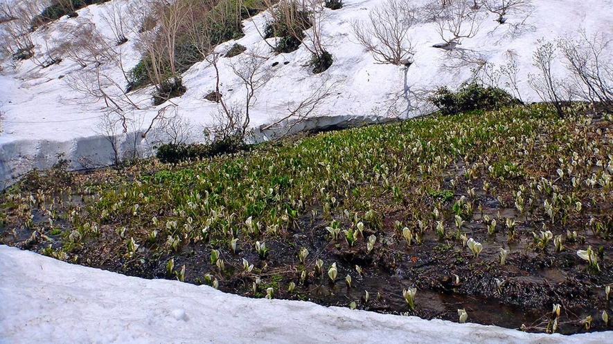 春の栂池自然園。残雪との貴重なコラボレーション。