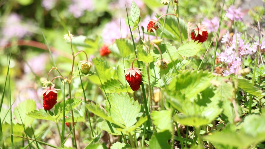 周辺　季節の草花