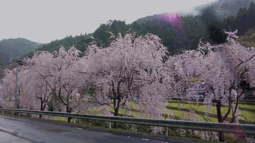 *【旧平野地区のさくら】もみじ川温泉より車で約15分程度。しだれ桜が毎年きれいに咲き誇ります。
