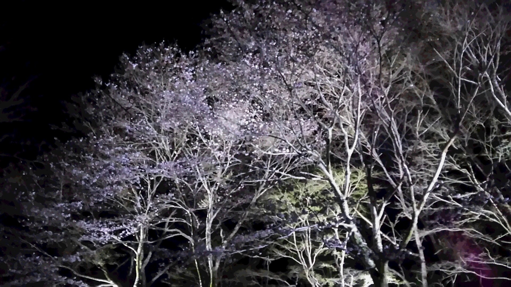 *【川口ダム周辺のさくら】周辺にはかなりの数の桜の木が植えてあり、ダム湖を囲んで様々な場所で見られま