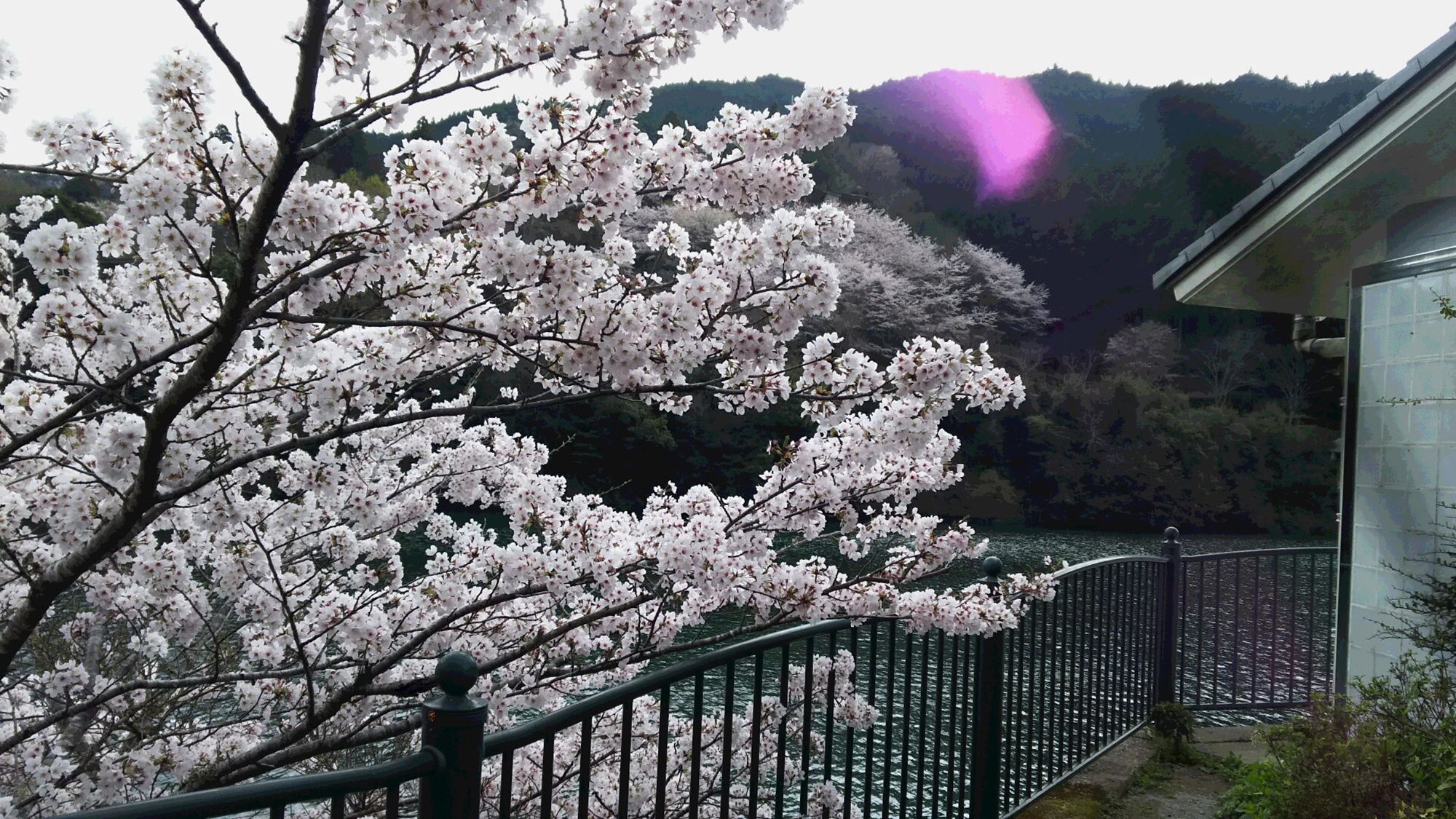 *【もみじ川温泉周辺のさくら】川沿いに美しい桜を見ることができます。