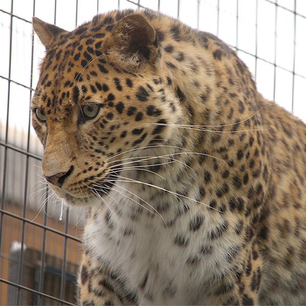 アムールヒョウ［写真提供：旭山動物園］※「無断使用」及び「無駄転載」禁止
