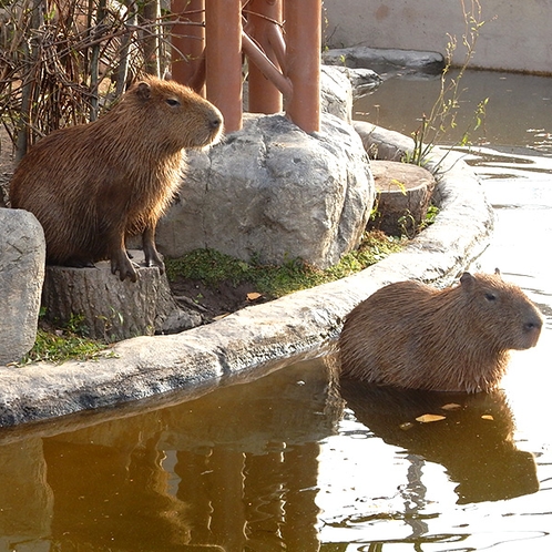 カピパラ［写真提供：旭山動物園］※「無断使用」及び「無駄転載」禁止