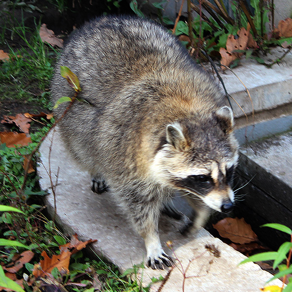 アライグマ［写真提供：旭山動物園］※「無断使用」及び「無駄転載」禁止