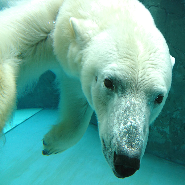ホッキョクグマ［写真提供：旭山動物園］※「無断使用」及び「無駄転載」禁止