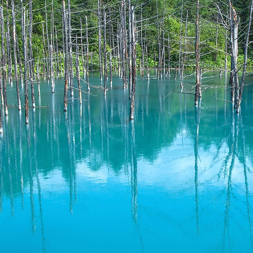 美瑛町・青い池