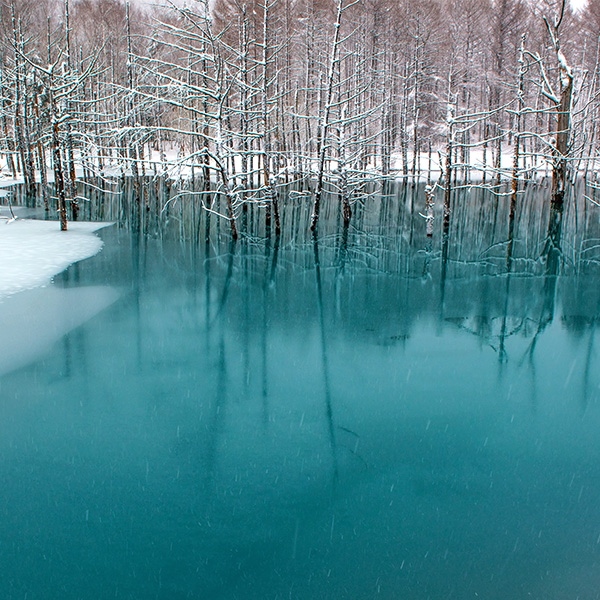 美瑛町・青い池　冬