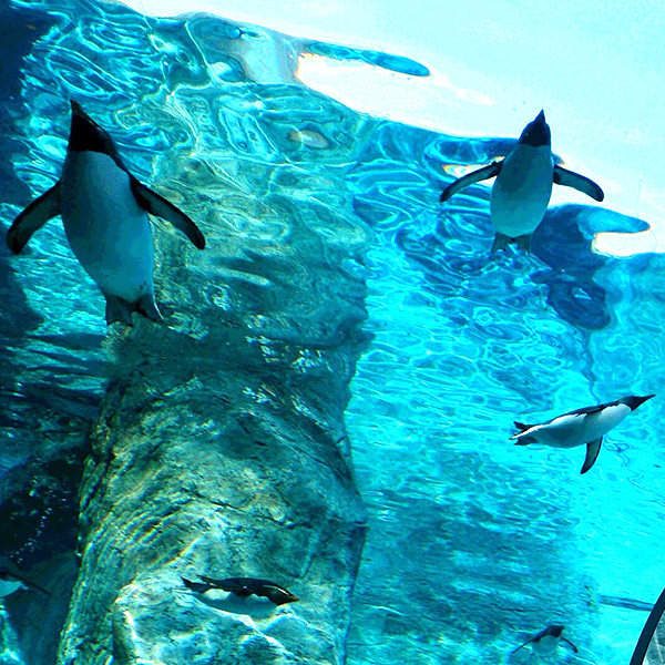 ペンギン［写真提供：旭山動物園］※「無断使用」及び「無駄転載」禁止