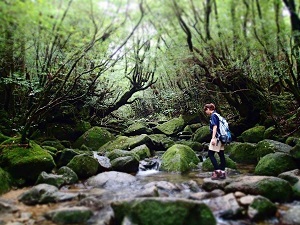 【いいね！Yakushima3泊4日】縄文杉＋白谷1日（太鼓岩）ガイド付き