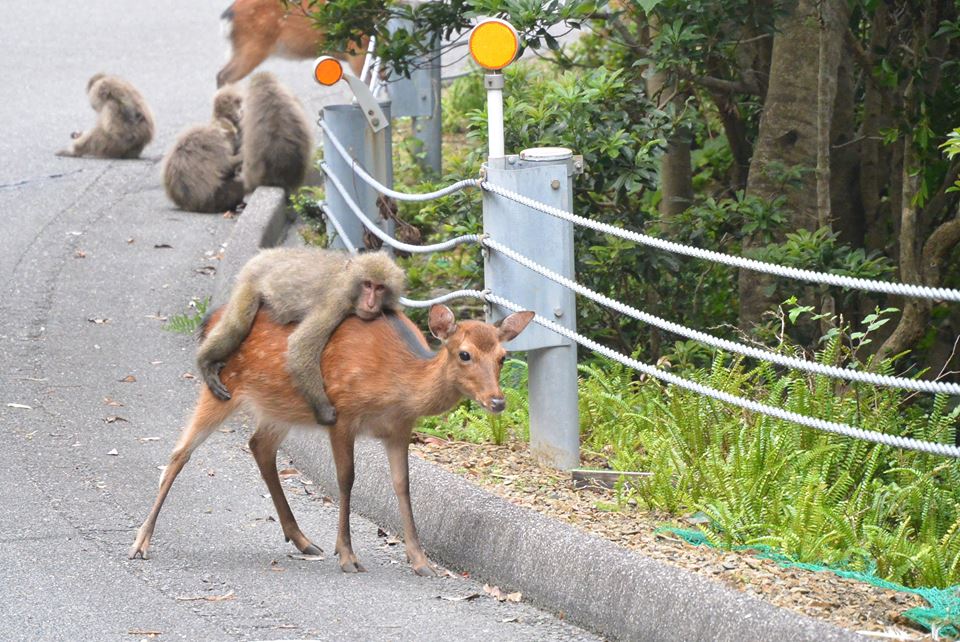 屋久島ロデオ