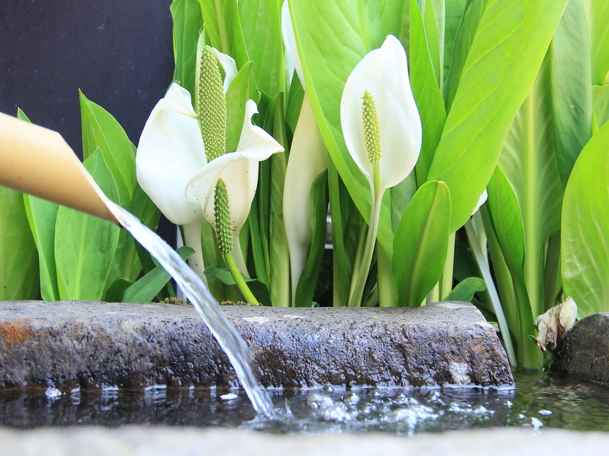 赤尾館前水槽と水芭蕉