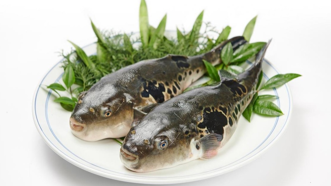 【壱岐ならでは！旬の「秋フグ」満足旅】旨みが凝縮された壱岐育ちの「とらふぐ」をご賞味あれ♪