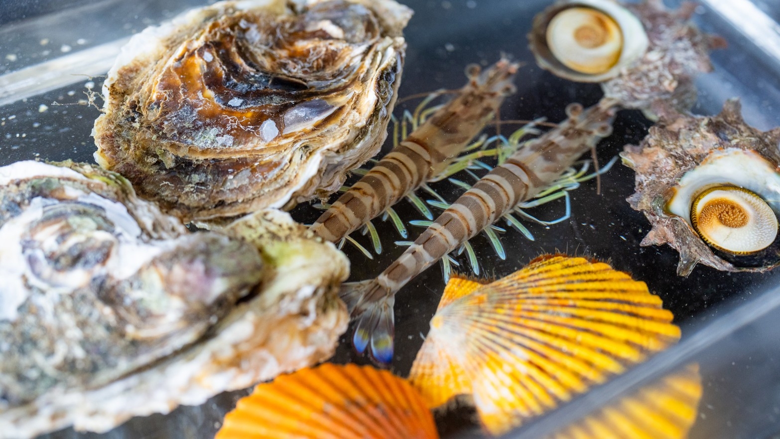 車海老・さざえ・牡蠣など新鮮な魚介類を目の前で職人が焼き上げる『磯あそび懐石プラン』