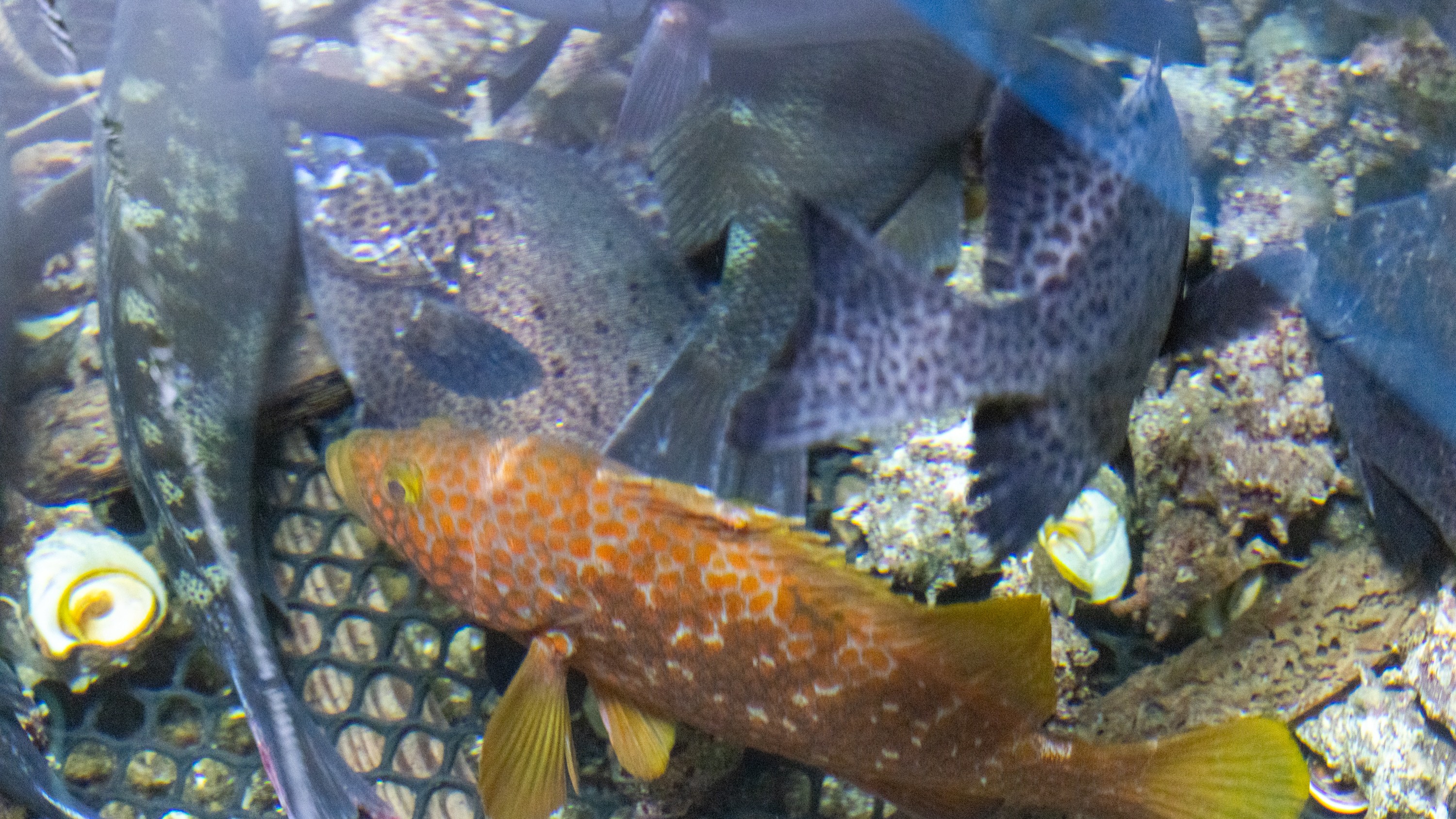 【生簀】壱岐近海取れた魚介を新鮮に保つ秘訣は何と言っても「いけす」での管理