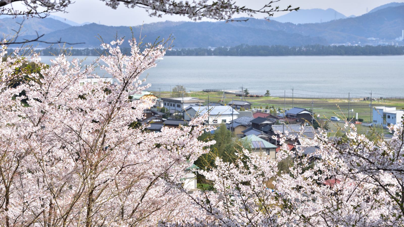 天橋立を背景に見る桜はまさに絶景！