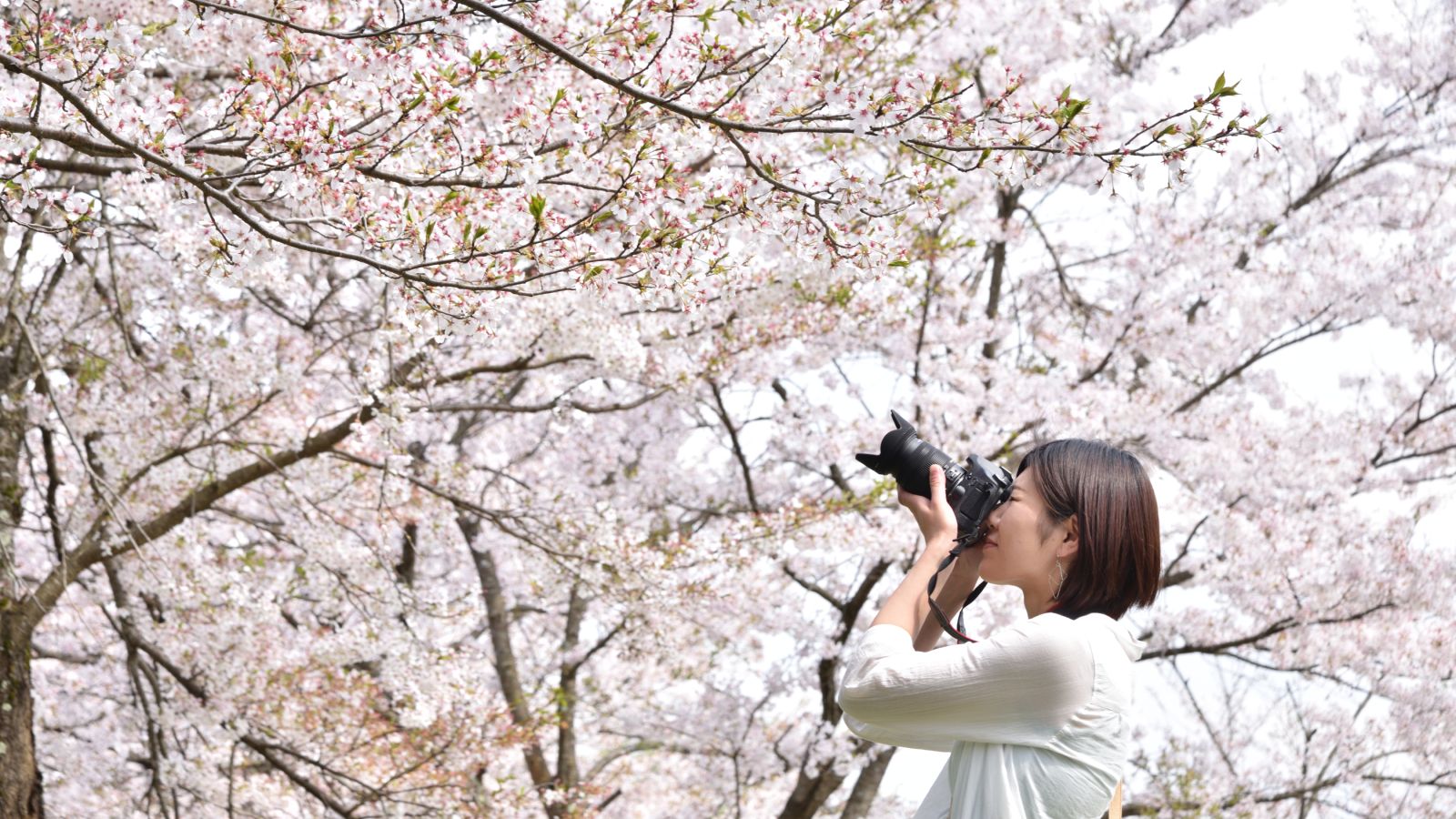 天橋立だけじゃない！宮津市にはとっておきの桜のスポットが沢山！