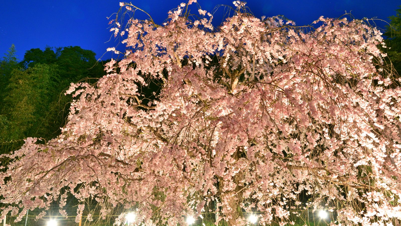 松尾の一本桜など、夜間のライトアップも美しい