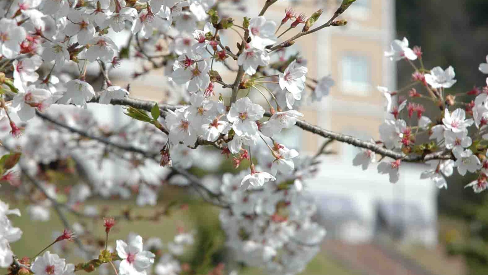 当館前でも桜をご覧いただけます。