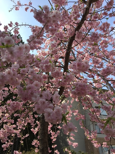 ホテル内庭園の桜2019