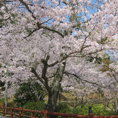 大寧寺の桜（当館より徒歩１０分）