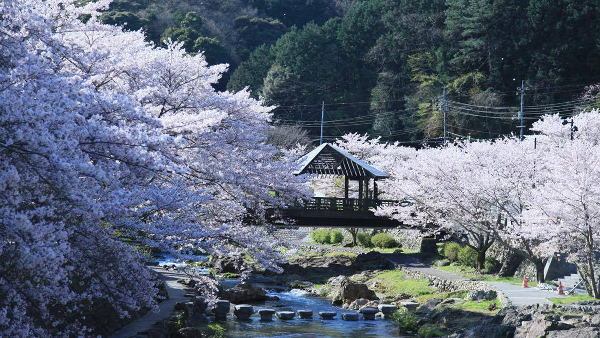 長門湯本温泉　一ノ瀬橋と飛び石　桜の季節