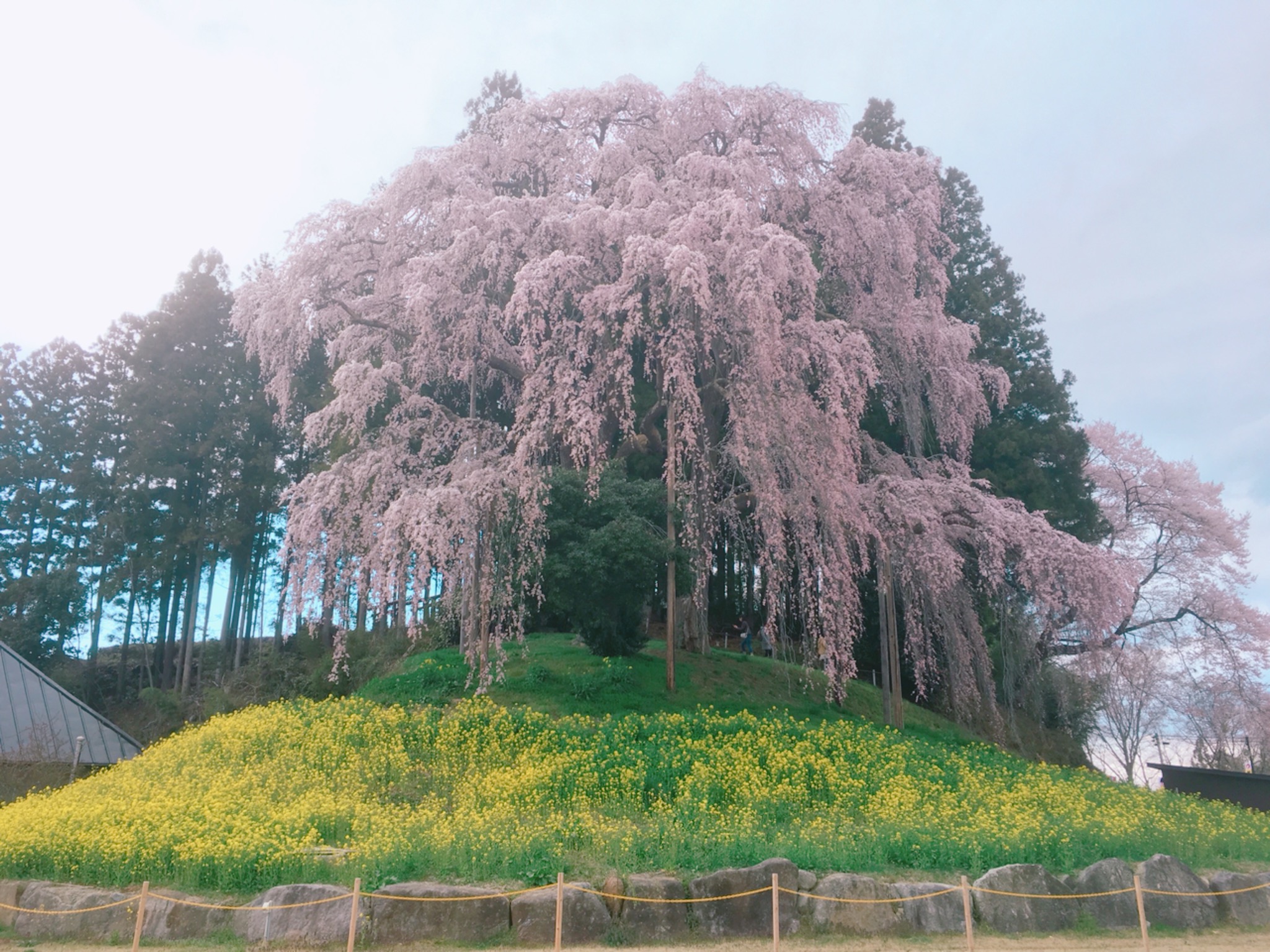 合戦場のしだれ桜（二本松市）