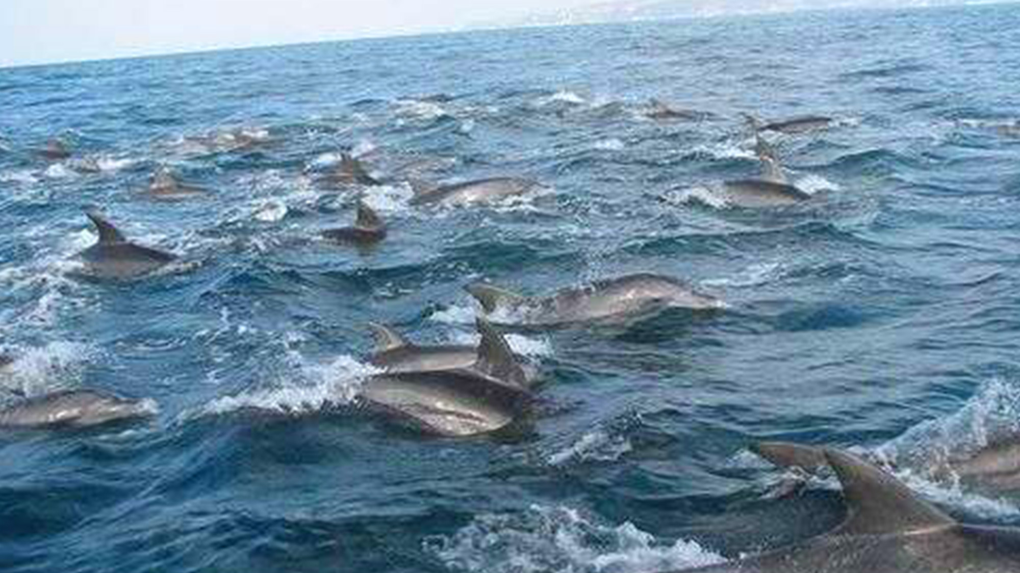 ・天草の海では船に乗ってミナミバンドウイルカの群れを見学できます！