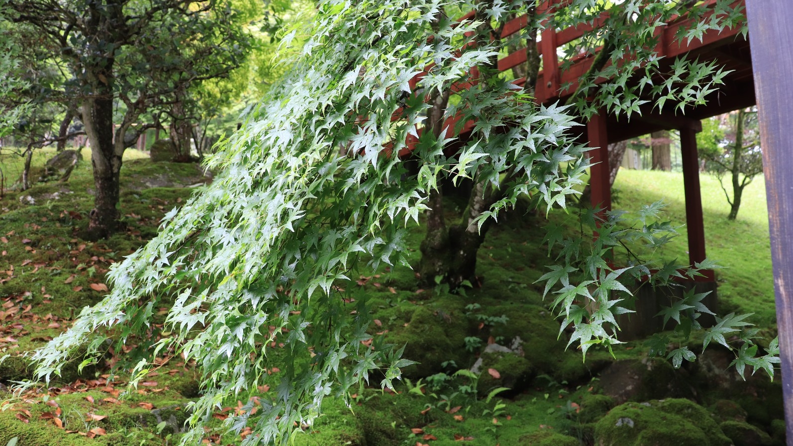 ＜蛍鑑賞＞6月の遊び♪〜天然ホタルを観に行こう〜