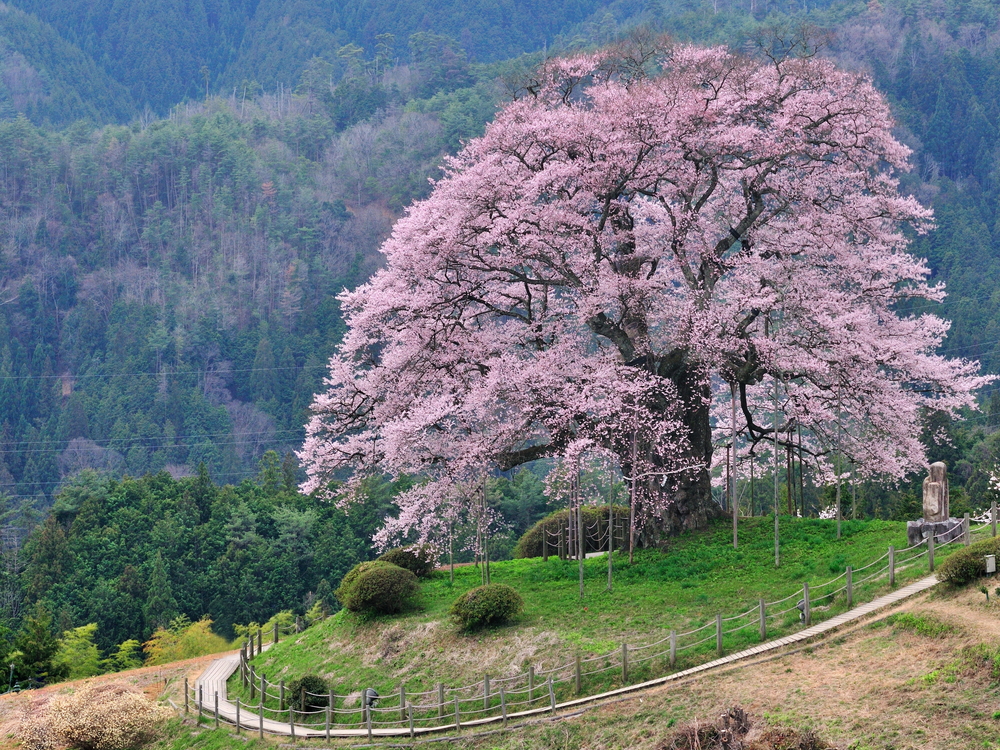 醍醐桜