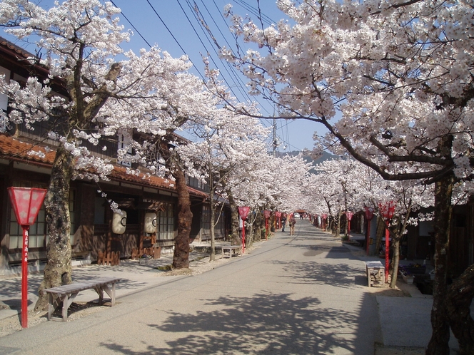 新庄村「がいせん桜」