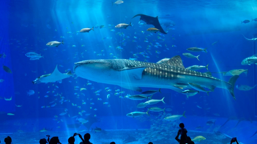 沖縄美ら海水族館（海洋博公園内）