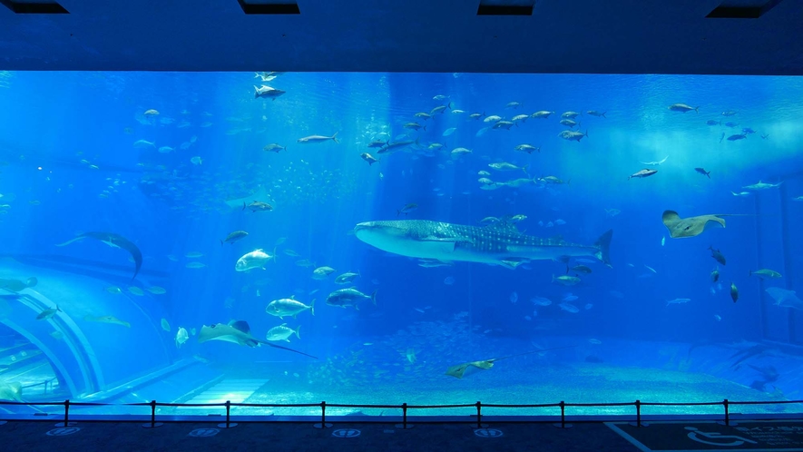 沖縄美ら海水族館（海洋博公園内）