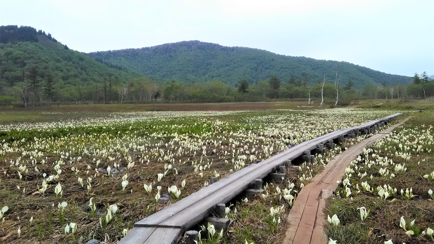 尾瀬国立公園　尾瀬ヶ原の水芭蕉