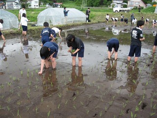 田植体験