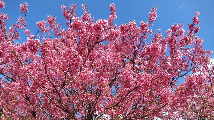 日本一の早咲桜・土肥桜で春先取り