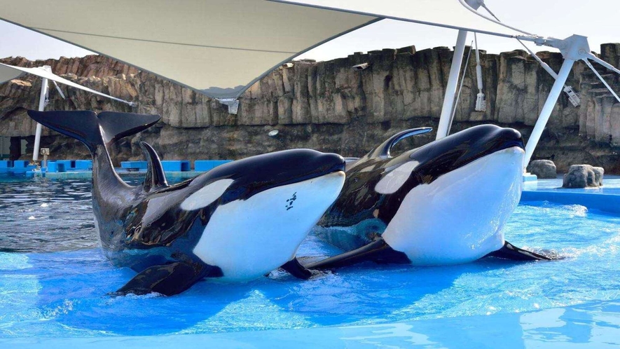 【名古屋港水族館】約500種を超える世界中の海の仲間たちと出会える大きな水族館！当館より電車で1時間