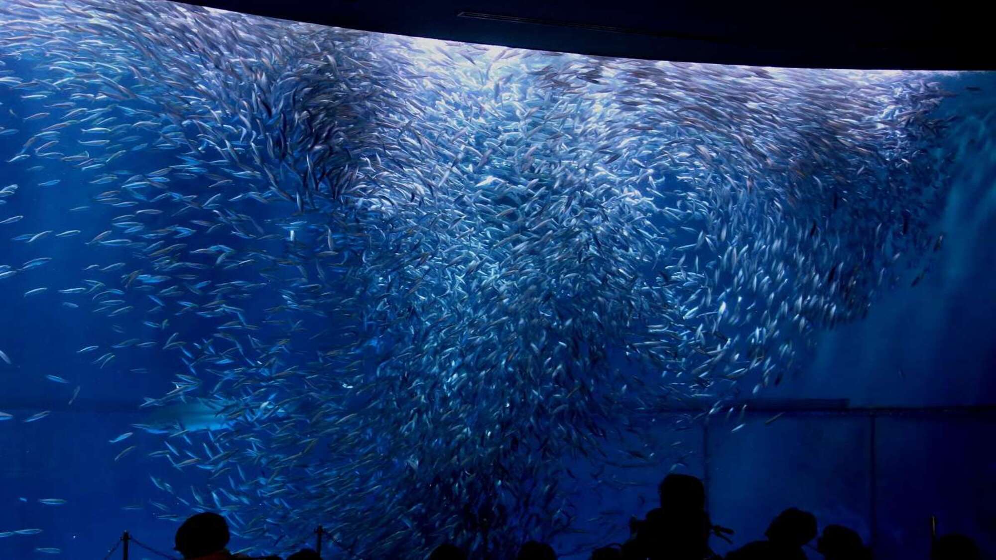【名古屋港水族館】約500種を超える世界中の海の仲間たちと出会える大きな水族館！当館より電車で1時間