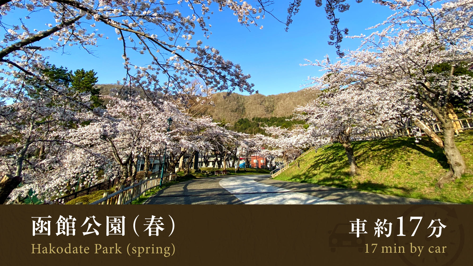 ■函館公園（春）／車で約17分
