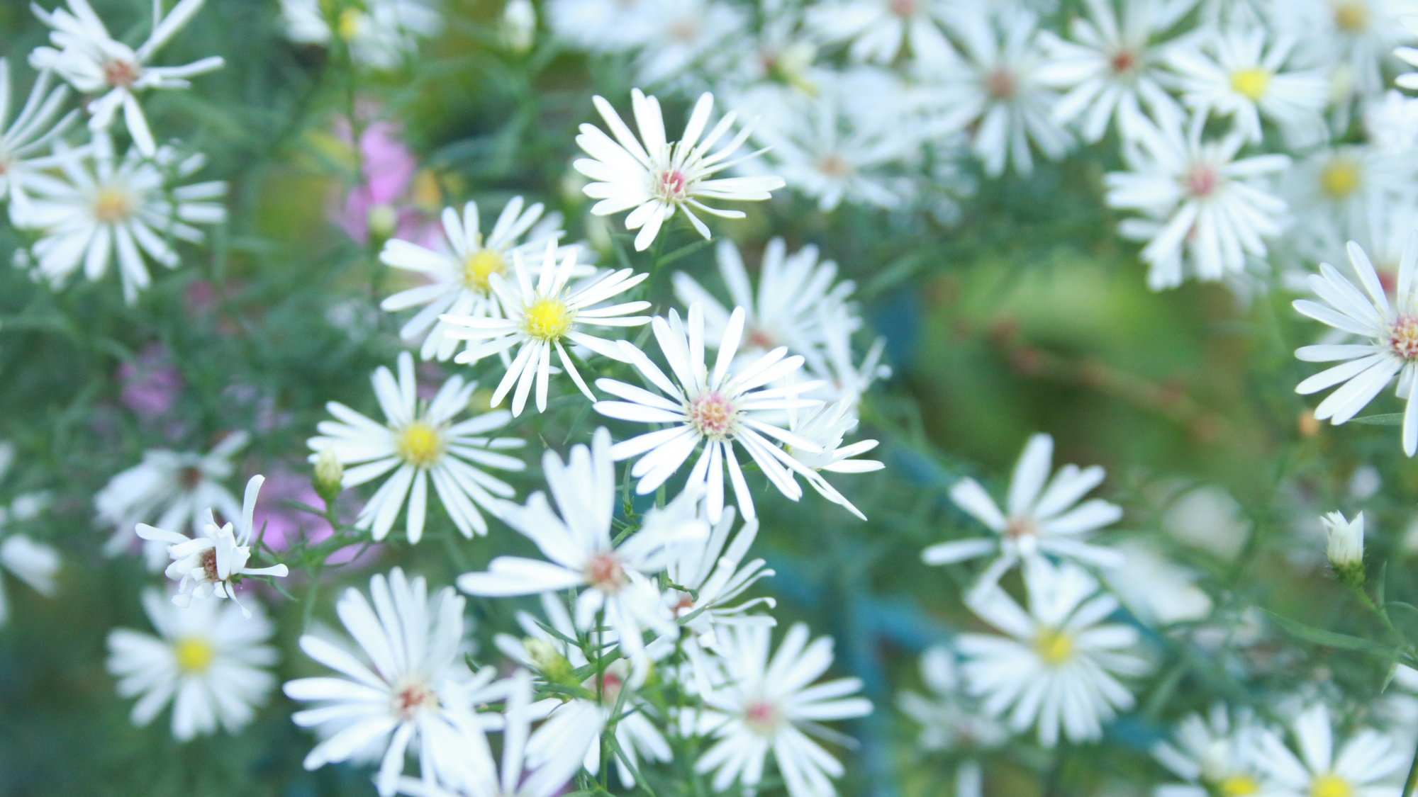 庭の花