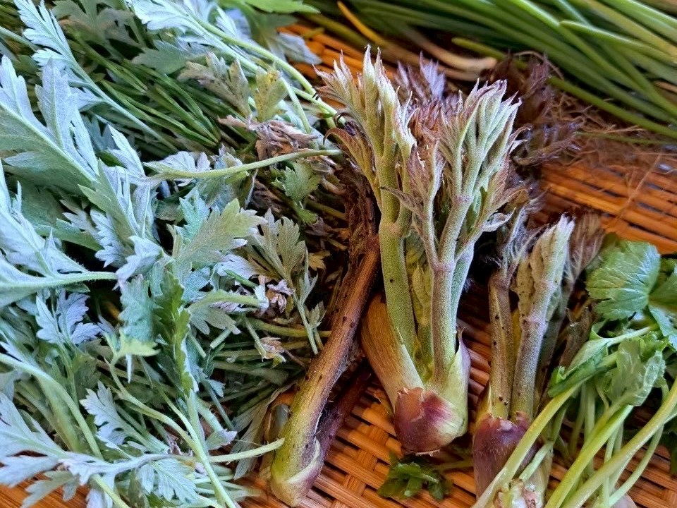 採れたての山菜