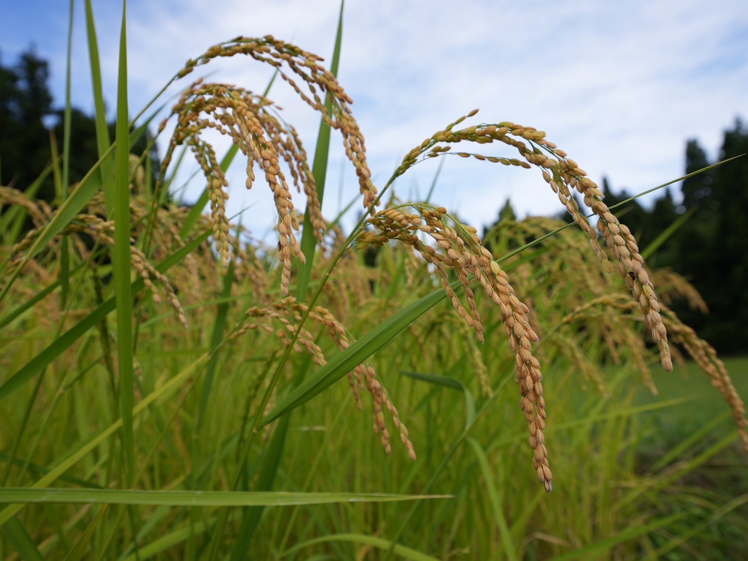 稲穂