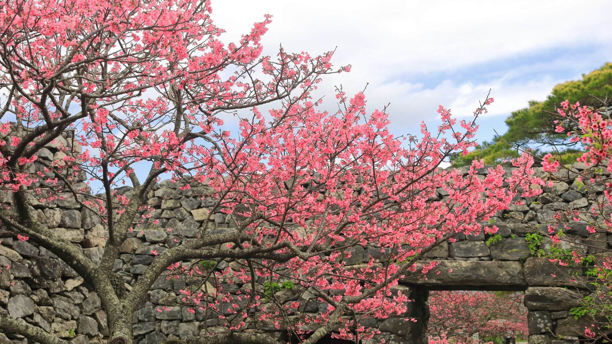 【今帰仁グスク桜まつり】当館から車で約14分