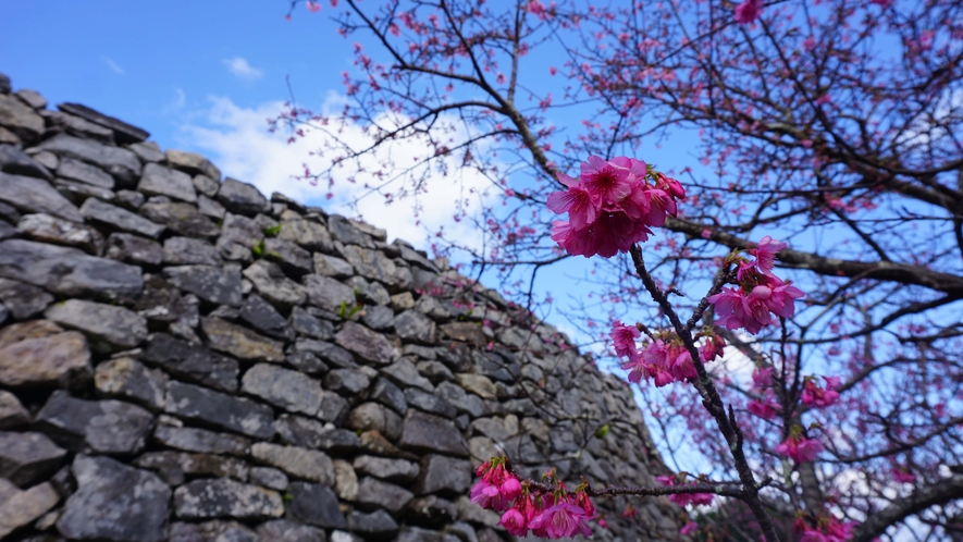 ★今帰仁城★毎年1月に寒緋桜の名所としても多くの観光客や地元客が訪れます。