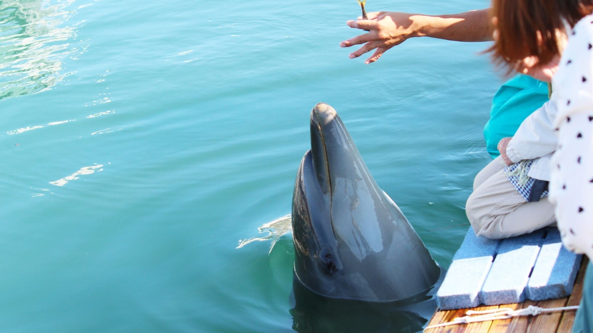 海中水族館シードーナツ 02