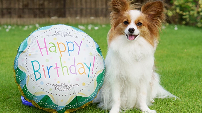 ワンちゃんのお誕生日・記念日お祝いプラン(2026年3月〜)