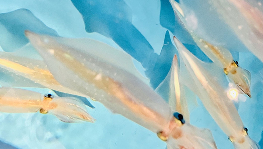 夏の漁火　「白いか」と鮮魚のフルコースディナー