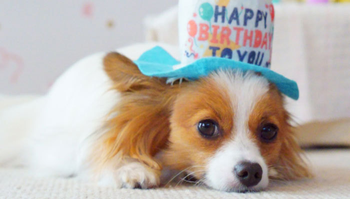 ワンちゃんのお誕生日・記念日お祝いプラン(2025年3月〜)