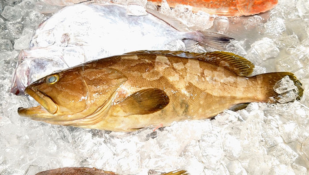 秋旬　高級魚クエと伊勢海老メインの海鮮贅沢フルコースディナー