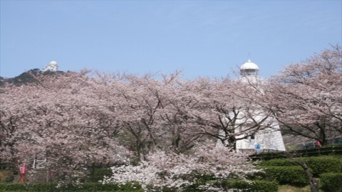 ■境台場公園　桜の季節はお花見で賑わいます！