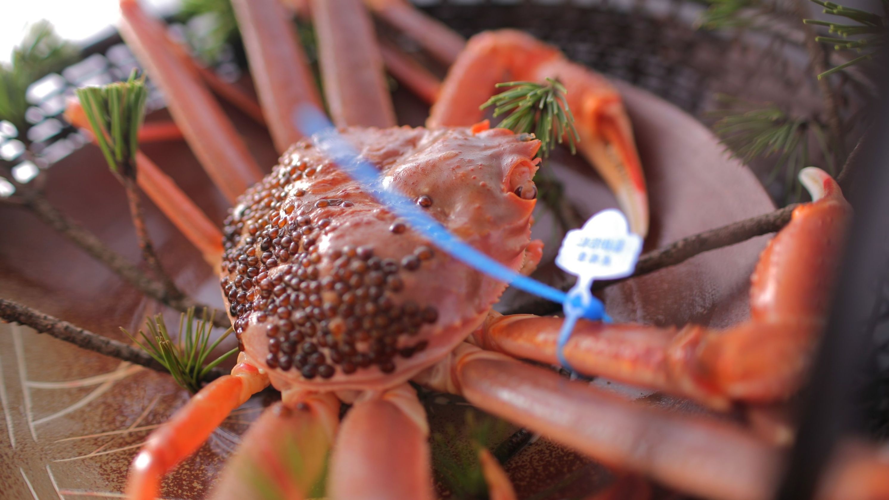 【冬の極み-活松葉蟹の真髄- 】活松葉蟹三種仕立てと蟹会席の饗宴【1E10】